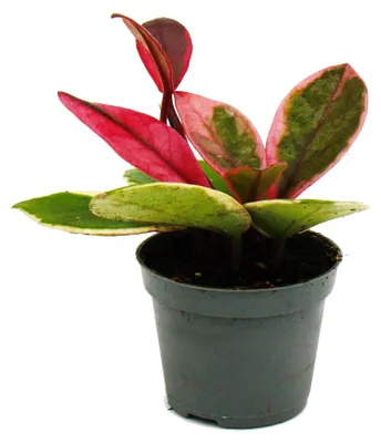 Image de Mini Plante - Hoya Flaming Dream - Fleur de porcelaine à pétales rouges - Fleur de cire - Baby-Plant - Pot 6,5cm