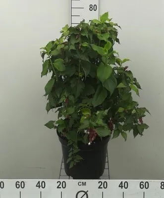 Produktbild von Leycesteria form. 'Purple Rain' - Schöne Leycesterie 40- 50 cm - Container