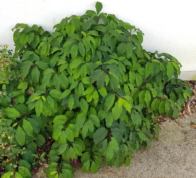 Image de Cornus sericea 'Kelseyi' / Cornouiller stolonifère