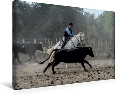 Produktbild von Calvendo Textil-Leinwand 45 cm x 30 cm quer Aussortieren der Stiere, Gaymard Alain; 7372986