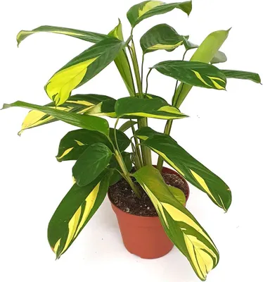 Image de Ctenanthe pilosa Golden Mosaic 30-40 cm – Plante décorative, facile d'entretien, pour l'intérieur et le salon, un véritable accroche-regard vert