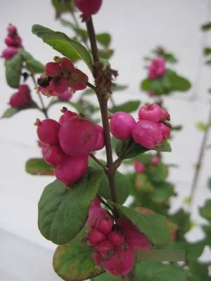 Produktbild von Symphoricarpos doorenbosii Magic Berry - Amethystbeere - 60-100