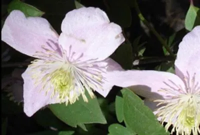 Obrázok produktu pre Clematis mont. 'Mayleen' - Berg-Waldrebe 'Mayleen'" 50-60 cm | Topf