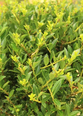 Image de Houx du Japon Ilex crenata Twiggy persistant 25 - 30 cm