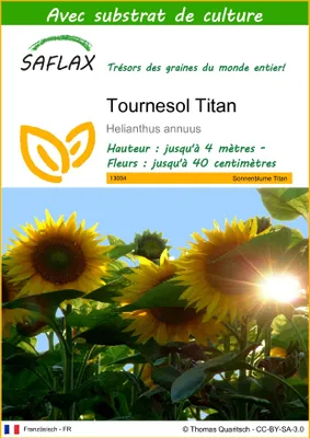 Image de SAFLAX - Tournesol Titan - 20 graines - Avec substrat - Helianthus