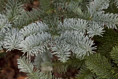 Produktbild von Abies procera 'Glauca', Edeltanne, blaugrün, 30–40 cm