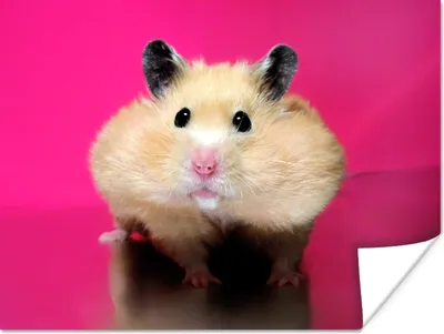 Produktbild von MuchoWow® Poster Hamster mit rosa Hintergrund 120x90 cm - Wandbild