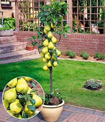 A potted pear tree laden with fruit, displayed in a garden setting with a brick wall and lawn in the background.