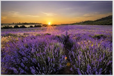 Produktbild von Wallario Wandbild Sonnenuntergang über dem Lavendel, Größe: 61 x 91,50 cm, Poster mit weißem Aluminiumrahmen