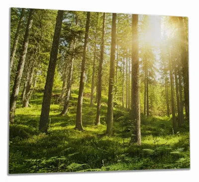 Produktbild von Wallario Herdabdeckplatte aus Glas, Größe 60 x 52 cm 1-teilig, Motiv Sonnenstrahlen im Nadelwald mit Moos und Farn