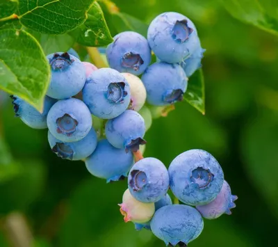 Produktbild von Dago Garden Heidelbeere Bluecrop Vaccinium corymbosum | Winterharte Blaubeere reichtragend süße Früchte | Ertragreiche Kulturheidelbeere Beerenstrauch