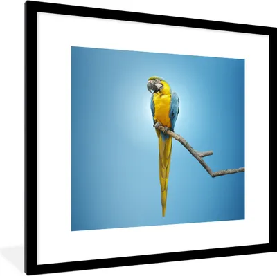 Produktbild von MuchoWow® MuchoWow® Gerahmtes Poster Papagei - Zweig - Blau 40x40 cm - Poster mit zchwarzem Bilderrahmen - Poster - Plakat im Rahmen