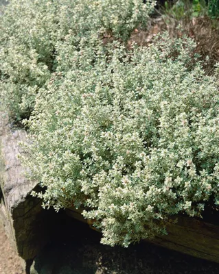 Zdjęcie produktu dla Thymus x cherlerioides 'Duftkissen', aromatyczny, ok. 9x9 cm Topf