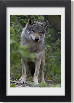Produktbild von Bild 20x30 MDF-Rahmen, Wandkunst Ein Wolf im Wald