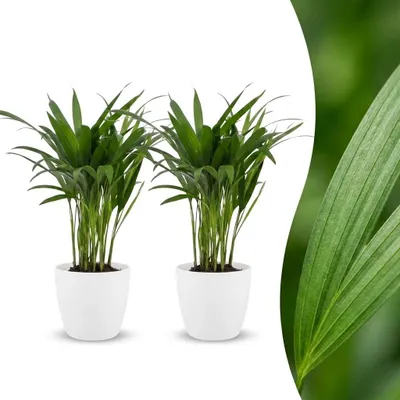 Produktbild von Areca Lutescens – Goldpalme – 2 Pflanzen – mit weißem Topf - 35-45cm - Ø12cm