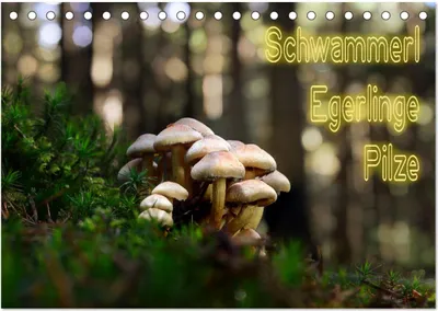 Produktbild von Schwammerl Egerlinge Pilze (Tischkalender 2025 DIN A5 quer), CALVENDO Monatskalender