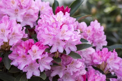 Produktbild von Rhododendron yakushimanum 'Pink Cherub', rosa Blüten, 60 cm Stammhöhe