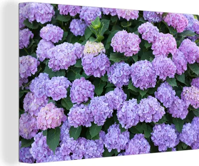 Produktbild von OneMillionCanvasses® - Leinwandbilder - 150x100 cm, Hortensienpflanze, Wandbilder Kunstdruck Wanddekoration