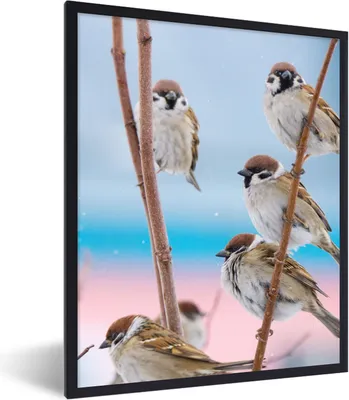 Produktbild von MuchoWow® Gerahmtes Poster Vögel - Spatz - Tiere - Äste 60x80 cm - Poster mit Schwarzem Bilderrahmen Wandposter Rahmen Foto Bilder - Premium - Wanddeko Wohnzimmer