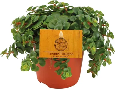 Produktbild von Fetthenne Sedum Tornado Zimmerpflanze Ø11cm Höhe 15cm Pflegeleicht Halbschatten