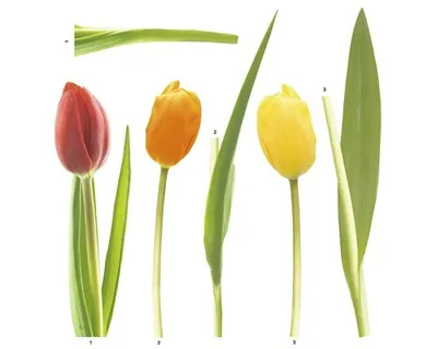 Obrázok produktu pre Nálepka na stenu Tulipány, červeno-žltá