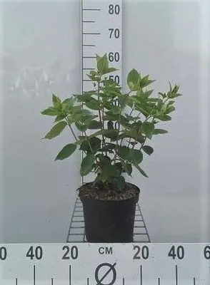 Produktbild von Hydrangea pan. 'Grandiflora' - Rispenhortensie 40- 50 cm Container