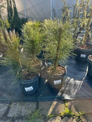 Produktbild von Pinus nigra nigra 50–80 cm Schwarzkiefer immergrün winterhart Konifere