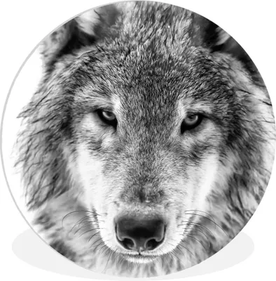 Produktbild von MuchoWow® Rundes Wandbild - Runde Bilder Tierprofil Wolf in schwarz und weiß Ø 60 cm Kreis Wanddekoration Kunststoff - Wandkreis - Wandschmuck - Wand Kreis - Das Schlafzimmer - Die Bilder - Wandmalerei - Kunst für das Haus - das Plastik