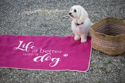 Image de Fussenegger Couverture pour animaux domestiques "life is better " dog, petite