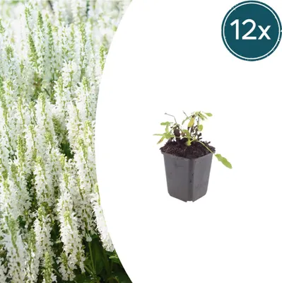 Zdjęcie produktu dla Salvia n. 'Schneehugel' | 12 sztuk - 10-25cm - Ø9cm - Roślina ogrodowa