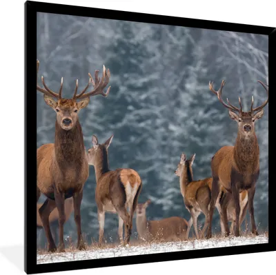 Produktbild von MuchoWow® Gerahmtes Poster Hirsche - Winter - Schnee - Waldtiere - Wald - Natur 40x40 cm - Poster mit Schwarzem Bilderrahmen Wandposter Rahmen Foto Bilder - Mit Rahmen - Wanddekoration Schlafzimmer