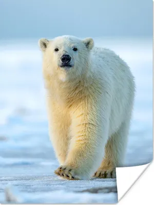 Produktbild von MuchoWow® Poster Eisbär - Jungtier - Schnee 90x120 cm - Wohnzimmer