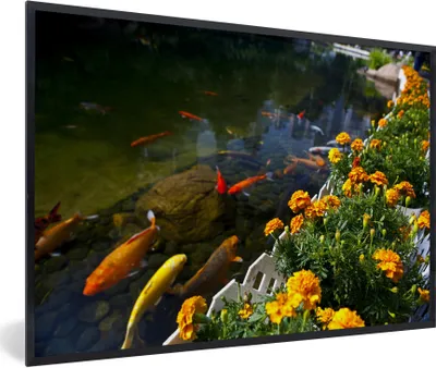 Produktbild von MuchoWow® Gerahmtes Poster Koi Karpfen in einem Teich mit Blumen 90x60 cm - Poster mit Schwarzem Bilderrahmen Wandposter Rahmen Foto Bilder - Fotorahmen - Foto-Plakat