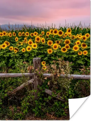 Produktbild von MuchoWow® Poster Sonnenblume - Blumen - Pflanzen 90x120 cm - Wohnzimmer