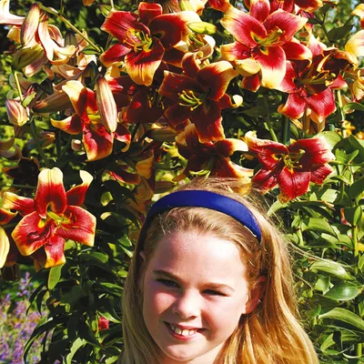 Produktbild von Baumlilie Zwiebeln Baumlilien Lilium Hybride stark duftend Debby 1 St.