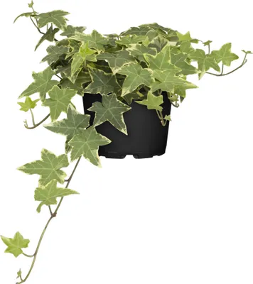 Efeu 'White Ripple' - Hedera helix 'White Ripple',