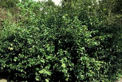 Produktbild von Euonymus Fortunei 'Coloratus' Winterharte Zierpflanze