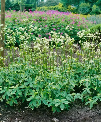 Produktbild von Große Sterndolde Sunningdale Variegated, im Topf - Astrantia major