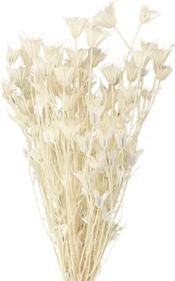 Produktbild von Trockenblumen Schwarzkümmel Deko Blüten Arrangement