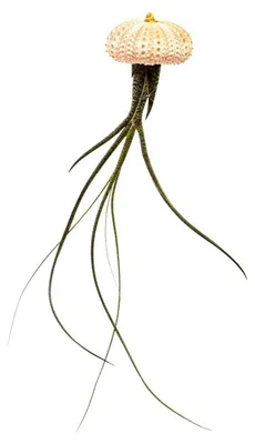 Obrázok produktu pre Gardners Medusa ROSE s Tillandsií Butzii