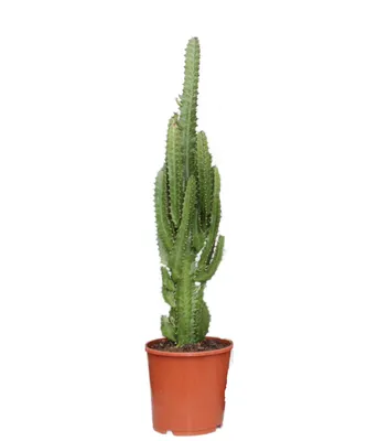 Produktbild von Euphorbia trigona 60cm Zimmerpflanze