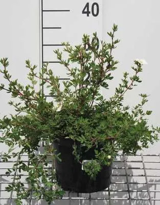 Image de Potentilla frut. 'Abbotswood' - Fingerstrauch 25- 30 cm - Conteneur