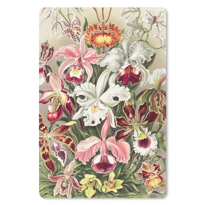 Produktbild von MuchoWow® Mauspad Mousepad Blumen - Ernst Haeckel - Jahrgang - Orchidee 18x27 cm - Mousepads - Maus Mat - Pad - Mausunterlage