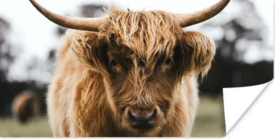 Produktbild von MuchoWow® Poster Schottischer Highlander - Kuh - Gras - Tiere - Natur 40x20 cm - Poster für die Wand - Poster Schlafzimmer