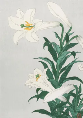 Immagine prodotto di Poster 29,7x42cm Lilies, Koson giapponese vintage per il salotto