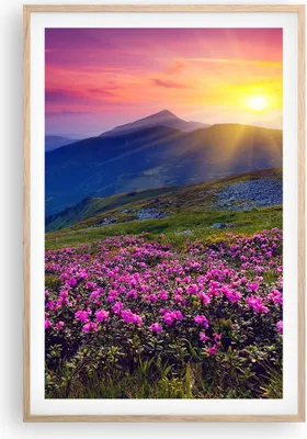 Produktbild von Gerahmtes Poster - Rahmen in heller Eiche - Wiese Berge Landschaft - 61x91,5 cm - Wand Bild - Wanddeko - Wandbilder - Wandposter - Bilderrahmen - Bilder - Kunstdruck - Wandbild - P2NPA61x91-2676