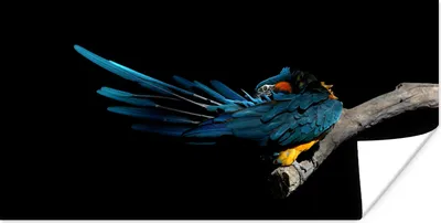 Produktbild von MuchoWow® Poster Vogel - Federn - Zweig - Schwarz 40x20 cm - Poster für die Wand - Poster Schlafzimmer