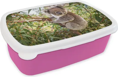 Produktbild von KitchenYeah® Lunchbox Brotzeit Brotdose 17x11 cm Koala - Blätter - Kinder - Jungen - Mädchen Kinder Brotzeitdose - Lunchpaket - Brotkasten  - Sandwich Box