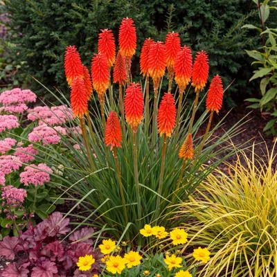 Produktbild von Stauden Gänge 1 x Kniphofia 'Papaya Popsicle' - Orangerote Fackellilie, kompakt 45-60 cm - winterhart, mehrjährig, 11x11 cm Topf