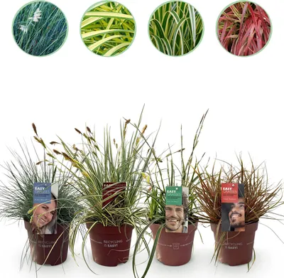 Immagine prodotto di Set di erbe ornamentali - 4 piante - Sempreverdi e di facile manutenzione